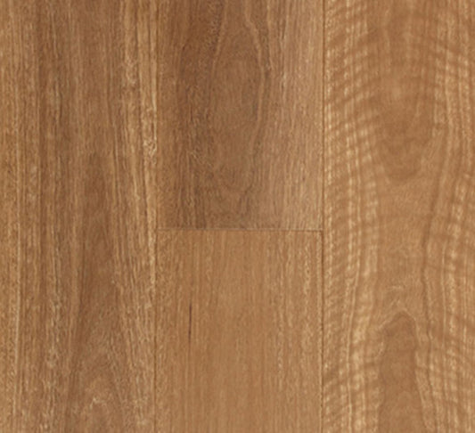 Hybrid Aspire - QLD Spotted Gum